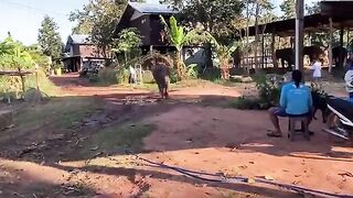 Elephant Playing