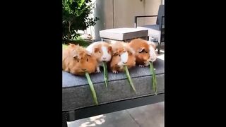 Cute_Baby_Animals_Videos_Compilation___Funny_and_Cute_Moment_of_the_Animals