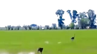 Fierce chase, exciting follow-up