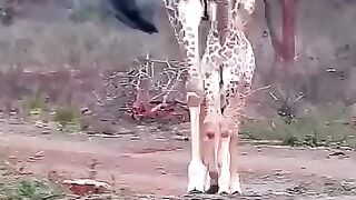 Counterattack between a giraffe and a lion