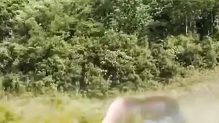 useless barking