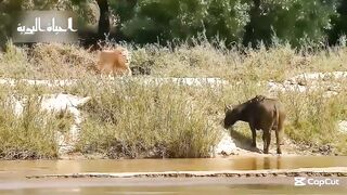 The lion didn't know the buffalo would do this!!