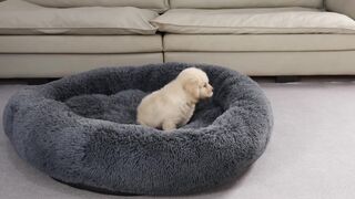Animals-Dog