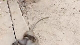 Monkey and Cat