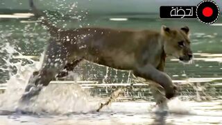 Wild Animals vs. Humans An Incredible SceneWildlife in the Animal World