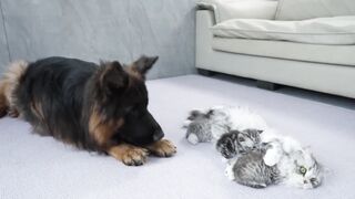Animals-Dogs & Cats