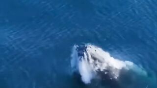 The biggest creature's jump