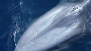 ocean giant