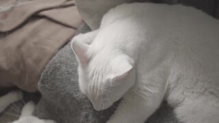 cat, sleeping, animal