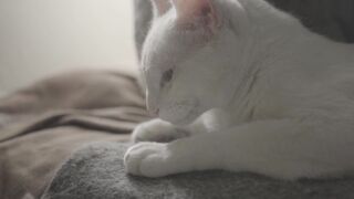 cat, white animal,