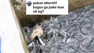 Cara bibis MAXOIL ke pakan alternatif agar ikan lele lebih cepat besar