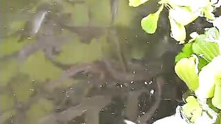 Ikan lele makin aktif, sehat dan rakur makan setelah ganti air kolam