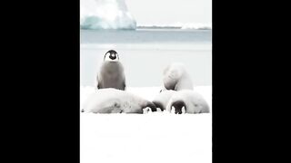 Cute_Baby_Animals_Videos_Compilation___Funny_and_Cute_Moment_of_the_Animals