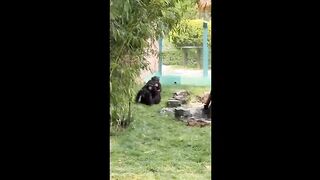 Cute_baby_animals_Videos_Compilation_cute_moment_of_the_animals
