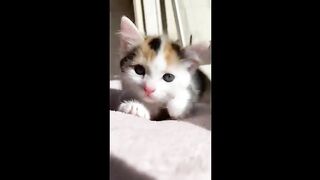 Cute_baby_animals_Videos_Compilation_cute_moment_of_the_animals