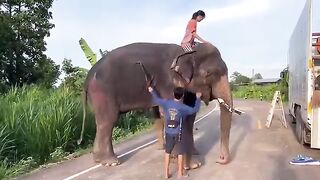 Mother Elephant with Family