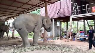 Love & Animals