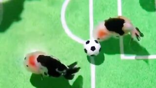 Viral fish playing football