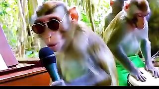 Conser monkey