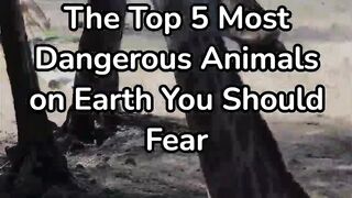 The Top 5 Most Dangerous Animals on Earth You Should Fear