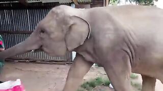 Love & Pet Elephants