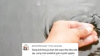 Sejauh ini ternyata kalian masih belum faham "Cara menjaga kualitas air kolam"
