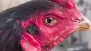 Chicken head