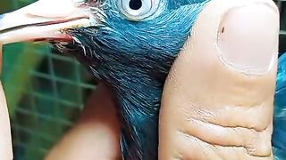 Leave your chicken