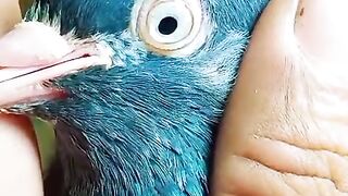 Eye of the bird