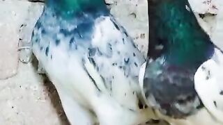 Kabootar pigeon
