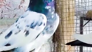 These birds
