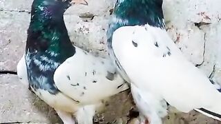 Very beautiful birds