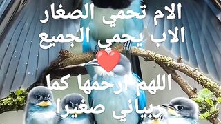 حب العئلة