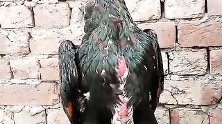 Ich bin