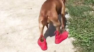 Funny videos