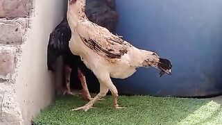 Fghhj