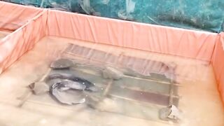 Teknik pemijahan lele itu ada 3 dan yang menentukan pilihan itu kalian, bukan rekomendasi