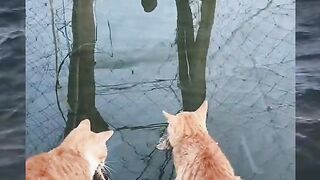 Funny video