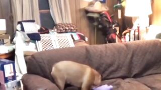 Funny video dogy style