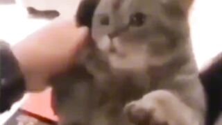 Funny cats compilations