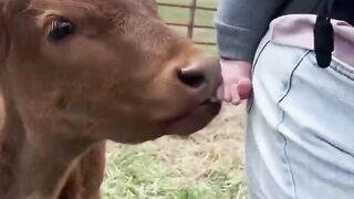 Vache ????