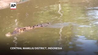 Crocodile attacks are on the rise in Indonesia.