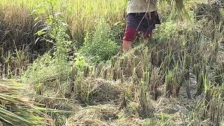 PANEN PADI DI SAWAH