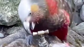 Intelligent bird