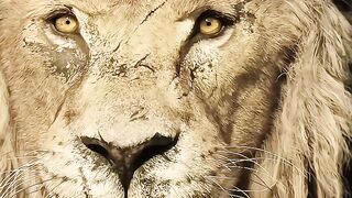 Lion Blood Legacy???? _ Kraven the Hunter.2025
