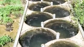 TANGGA IKAN DI NEGARA MAJU