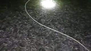 Bibit lele berkualitas setelah hujan malah makin sehat karena air kolamnya ganti secara otomatis