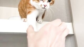 Cats Fun