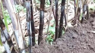 Proses perawatan tanaman tebuh