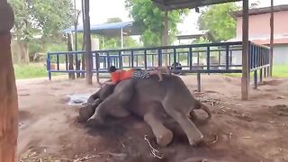 Elephants Farm House